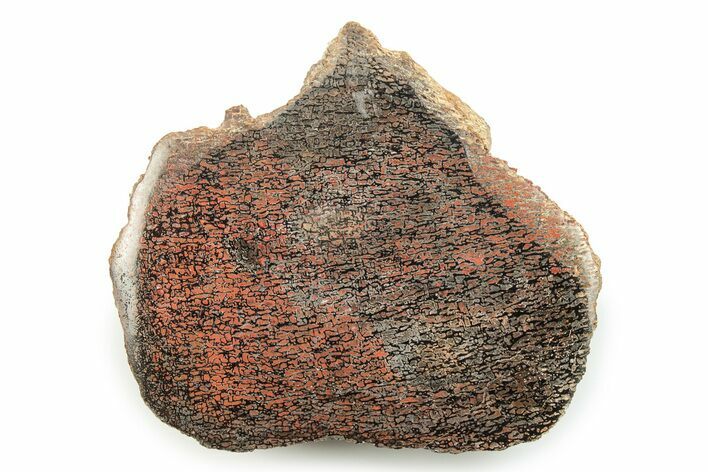 Polished Dinosaur Bone (Gembone) Section - Utah #246247